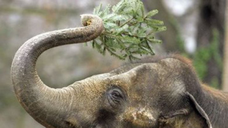 Харьковских слонов накормят непроданными елками