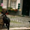 Кошачья "банда" в Англии ворует вещи у соседей