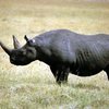 В США с молотка пустили лицензию на отстрел редкого вида носорогов