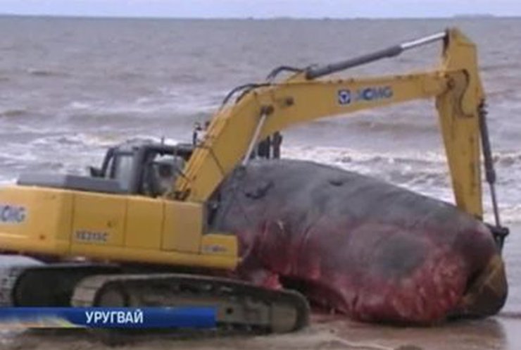 На пляж в Уругвае выбросило мертвого 16-метрового кашалота