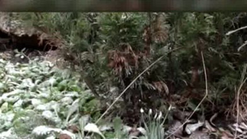 Из-за аномально теплой погоды в Сумах зацвели подснежники