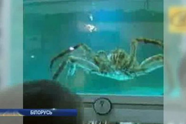 Белорусский краб Петрович предскажет результаты ЧМ по хоккею