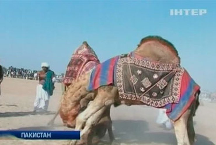 В Пакистане прошли традиционные бои верблюдов