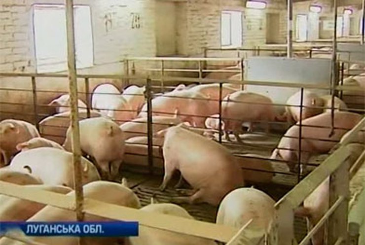 Россия ограничила поставки свинины из Украины