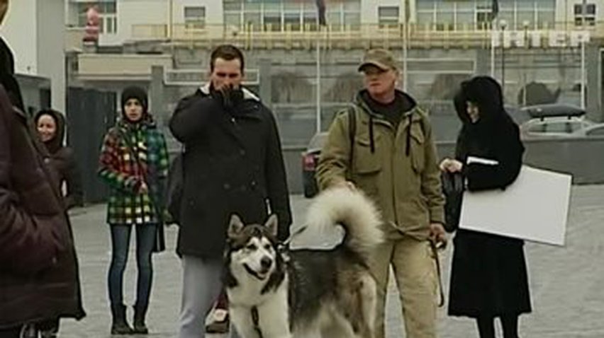 В  Киеве состязались ездовые собаки
