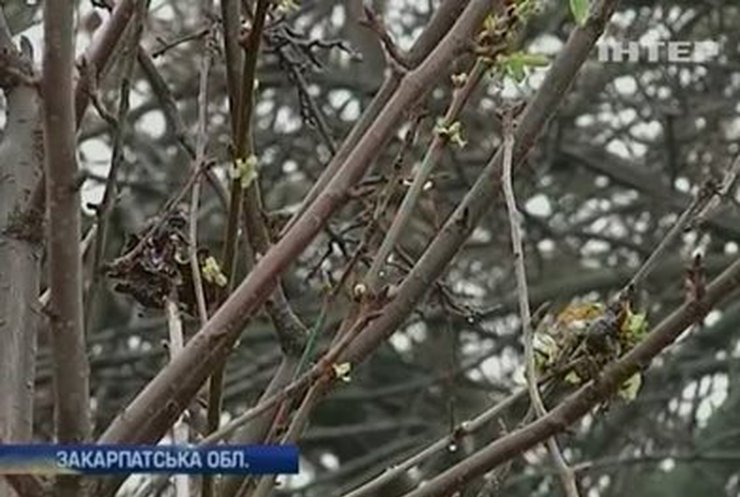 На Закарпатье удерживается аномальное 10-градусное тепло