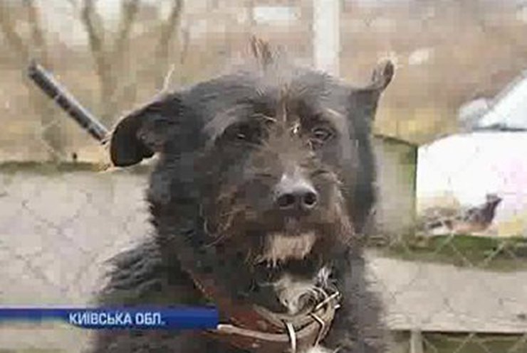 Жители Броваров открыли приют для собак