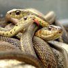 В США учитель младших классов жил с 400 змеями