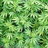 В Уругвае открылись курсы по выращиванию марихуаны