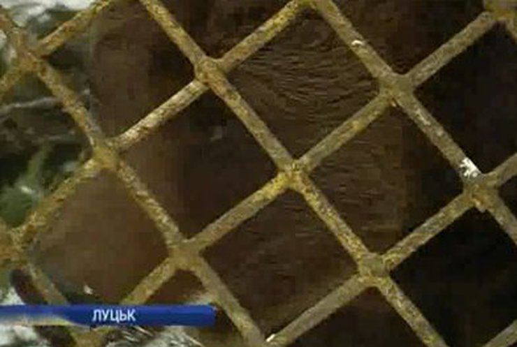 Обитателей Луцкого зоопарка кормят новогодними елками