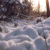 В Прикарпатском в лесу нашли тело замерзшего мужчины