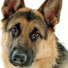 Погибшего полицейского пса похоронили с офицерскими почестями