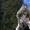 Сурок Фил предсказал долгую зиму для США