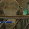 В Харьковском зоопарке придумали зимние развлечения для слонов