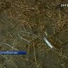 На Луганщине продолжается борьба с африканской чумой свиней