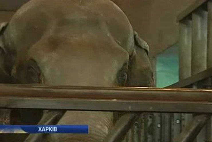 В Харьковском зоопарке придумали зимние развлечения для слонов