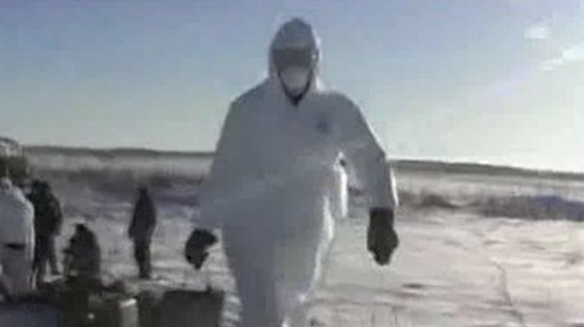 На Луганщине уничтожают домашних свиней из-за вспышки африканской чумы