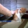 Французский подросток получил год тюрьмы за издевательства над котом