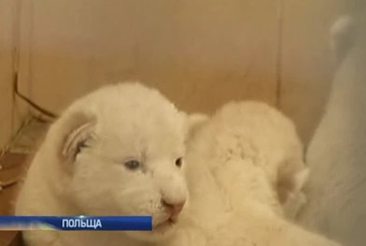В польском зоопарке родились три белых львенка