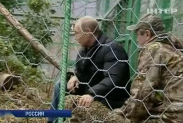 Путин погладил леопарда в сочинском зоопарке