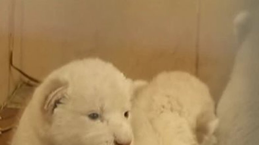 В польском зоопарке родились три белых львенка