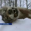 В Прикарпатье в капкан попалась "чупакабра" - помесь собаки и волка