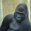 В зоопарке Токио провели учения по поимке гориллы