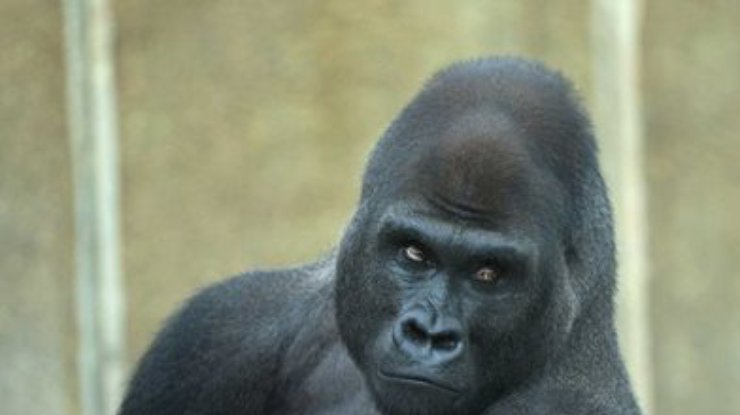 В зоопарке Токио провели учения по поимке гориллы