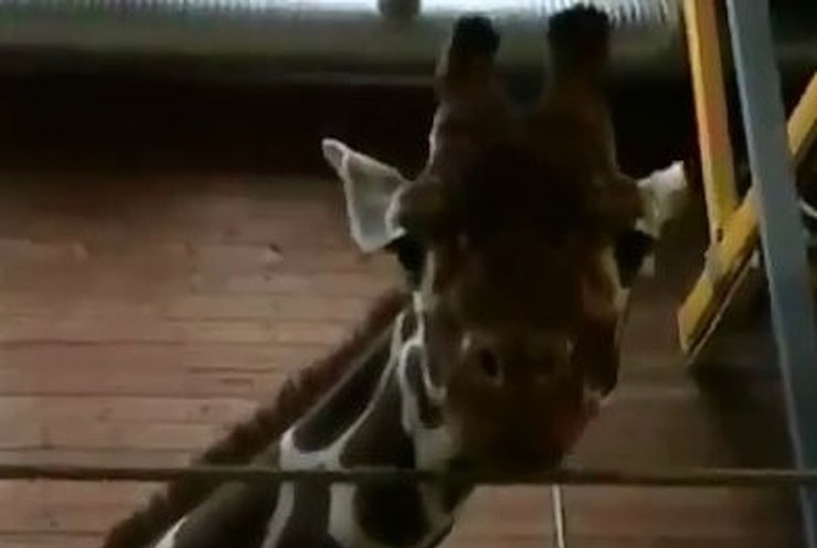 В Дании умертвили здорового жирафа (видео)
