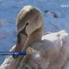 На Запорожье от смерти на морозе спасли молодую лебедицу