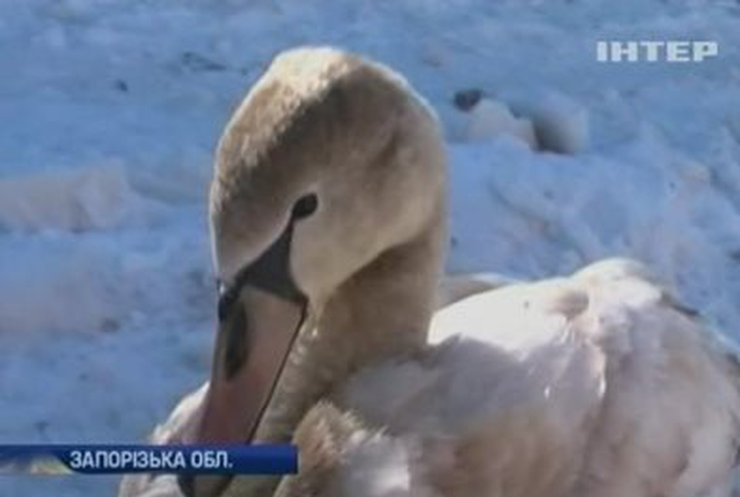На Запорожье от смерти на морозе спасли молодую лебедицу
