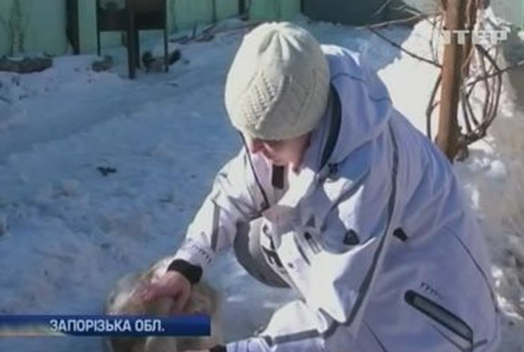 На Запорожье спасли вмерзшего в лед лебедя