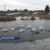 Ривненские спасатели оказали помощь лебедям