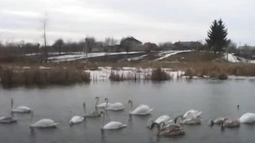 Ривненские спасатели оказали помощь лебедям