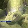 В парижском зоопарке появились два аллигатора-альбиноса