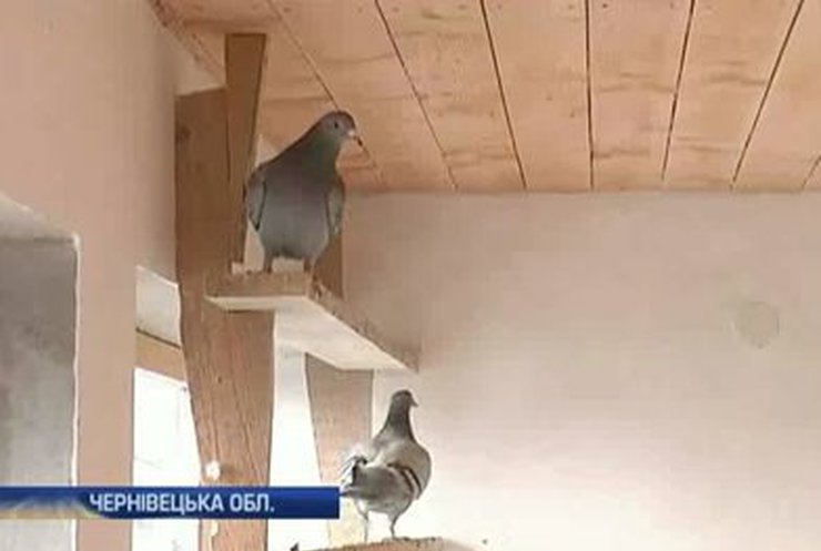 Житель Буковины выращивает голубей-рекордсменов
