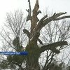 Жители села из-за аварийных деревьев боятся ездить в областной центр