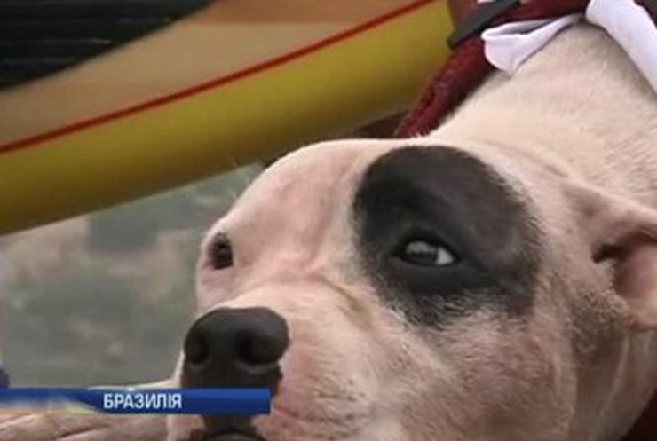 В Рио-де-Жанейро собаки соревновались в виндсерфинге