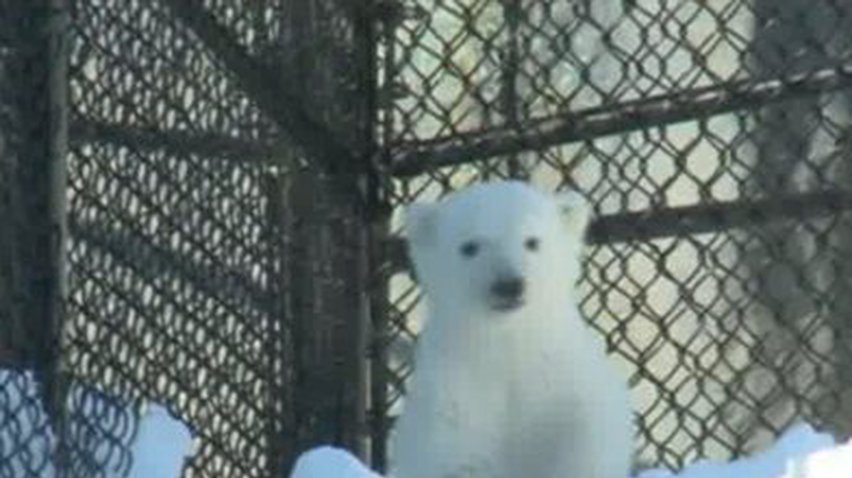 В зоопарке Торонто показали белого медвежонка