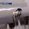 Харьковские спасатели вытащили из ледяной воды собаку