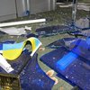 Активисты разгромили офис Партии регионов в Сумах