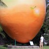В Австралии похитили семитонное манго