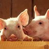 Свиньи могут стать донорами почек