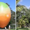 В Австралии нашелся похититель гигантского манго