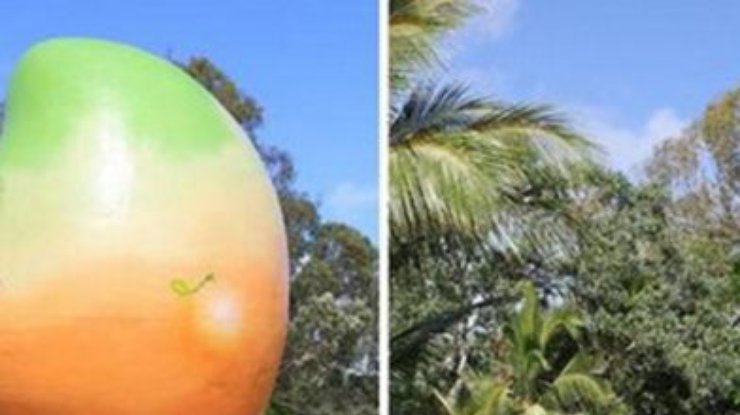 В Австралии нашелся похититель гигантского манго