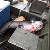 В США мальчик выловил 51-килограммового сома (ФОТО)