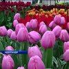 Голландский "Сад Европы" открыл туристический сезон
