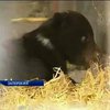 Зооуголок Запорожской детской железной дороги пополнился медвежонком