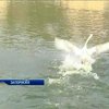 В запорожском парке отдыха на озеро выпустили стаю лебедей