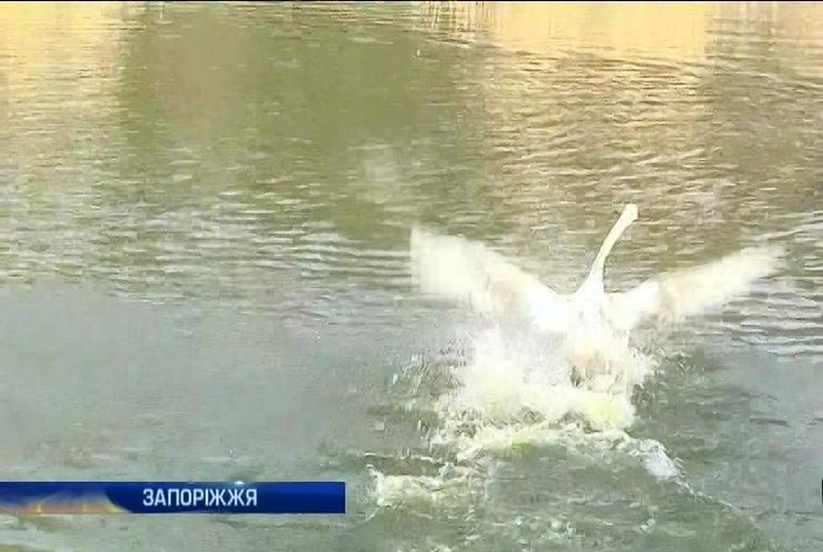 В запорожском парке отдыха на озеро выпустили стаю лебедей